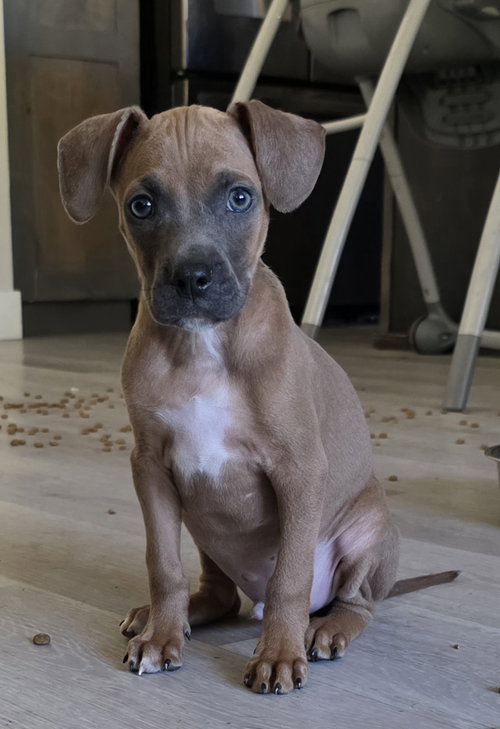 DIESEL - American Pit Bull Terrier / Boxer available for adoption