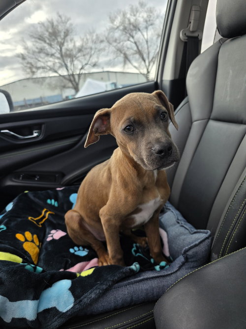 DIESEL - American Pit Bull Terrier / Boxer available for adoption