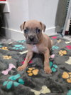 Turbo - Photo 7