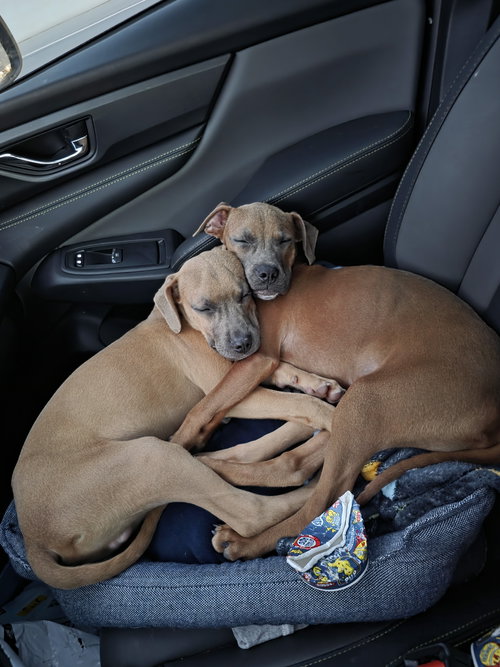 TURBO - American Pit Bull Terrier / Boxer available for adoption