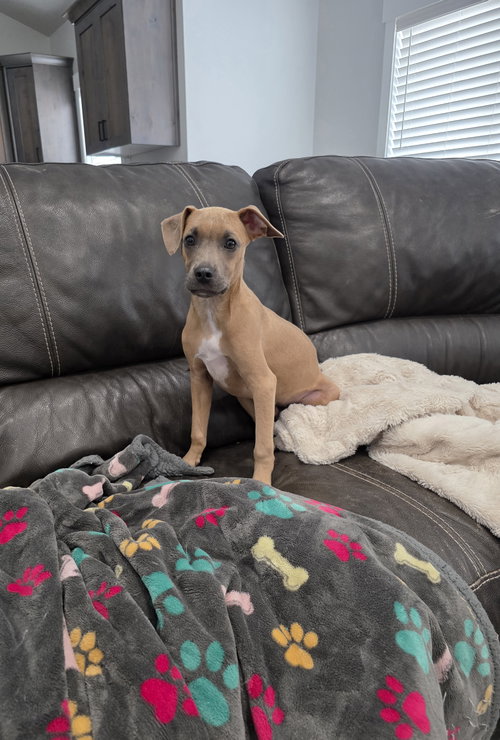 TURBO - American Pit Bull Terrier / Boxer available for adoption