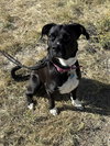 Oreo - Photo 1