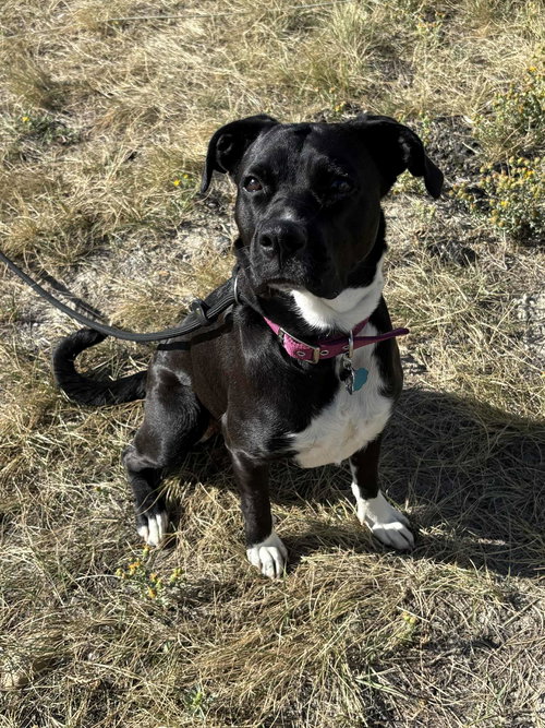 OREO - Boxer available for adoption