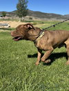 Porkchop - Photo 3