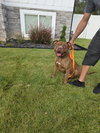 Porkchop - Photo 1
