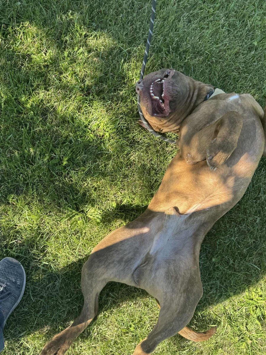 Porkchop