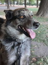 Ozzy - Photo 4