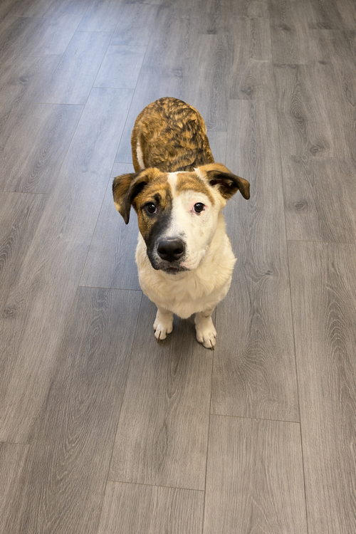BIG HUNK - Australian Cattle Dog/Blue Heeler available for adoption