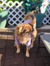 Mocha - Photo 4