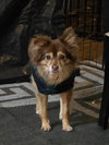 Mocha - Photo 2