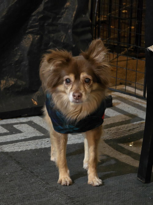 MOCHA - Chihuahua available for adoption