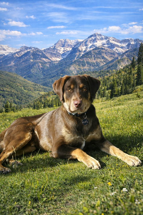 Race Ace, an adoptable Border Collie in MIDWAY, UT