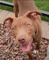 Scooby - Photo 1