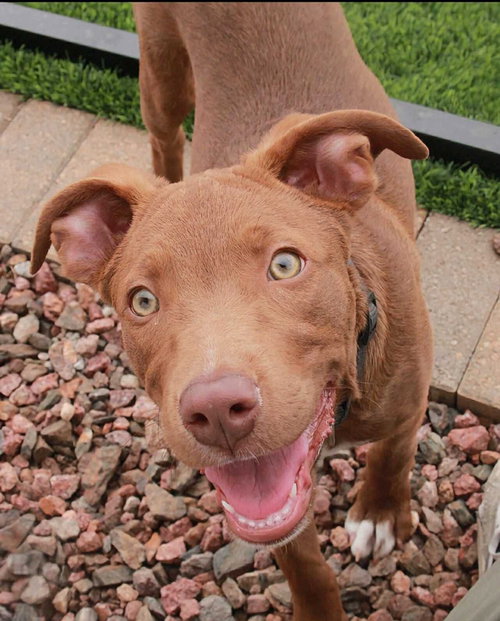 SCOOBY - Labrador Retriever available for adoption