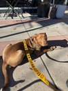 Scooby - Photo 3