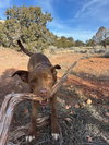 Scooby - Photo 4