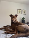 Scooby - Photo 5