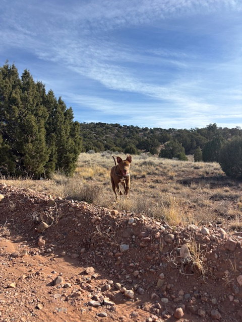 Scooby
