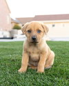 Frederina - Photo 1