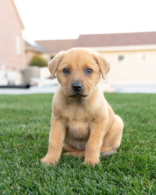 FREDERINA - Australian Cattle Dog/Blue Heeler / Chow Chow available for adoption