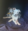 Willow - Photo 1
