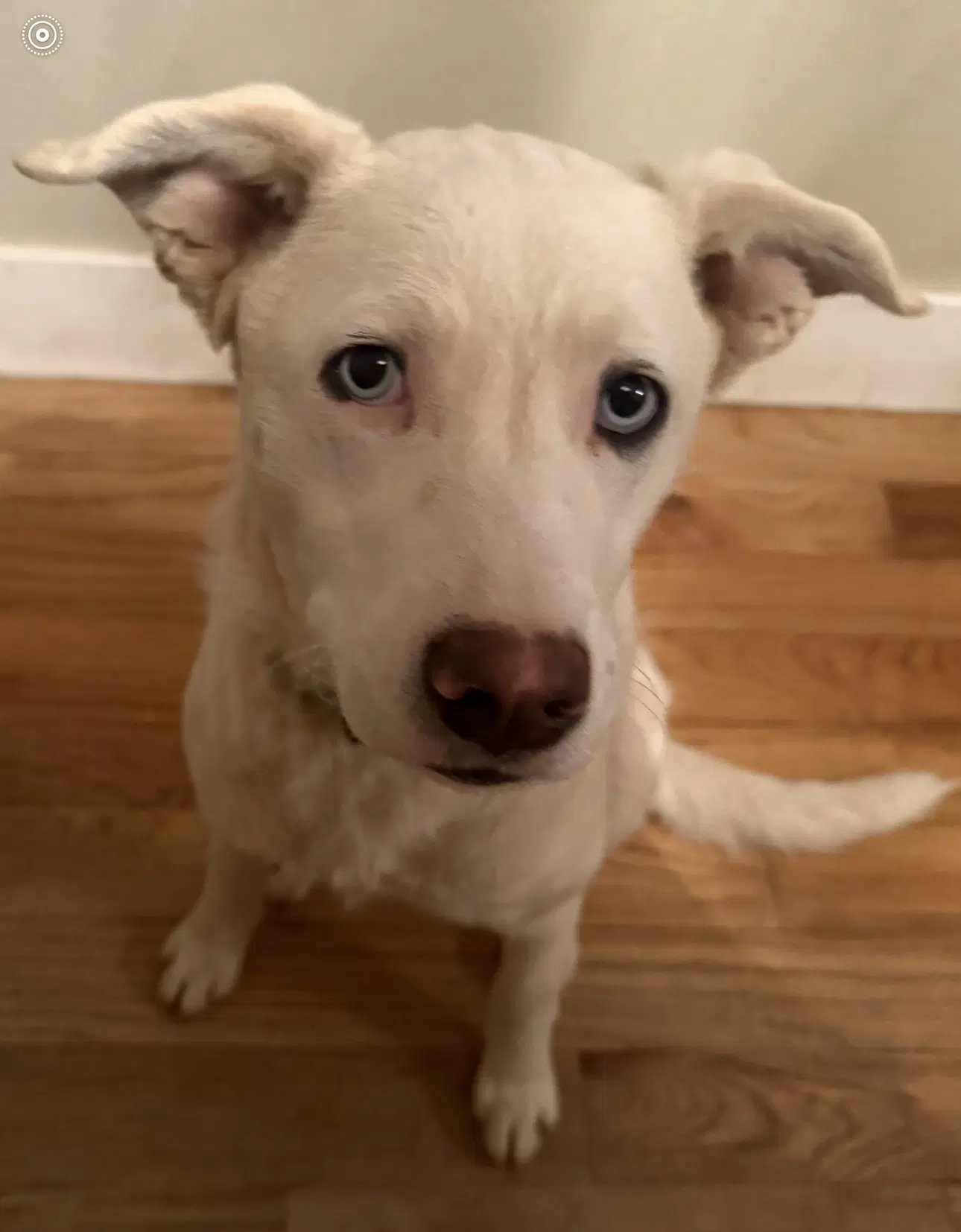 Willow - Husky