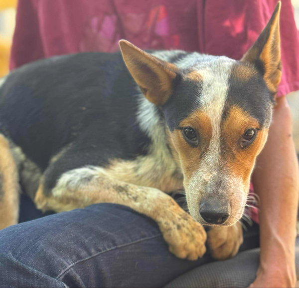 Pepper NM