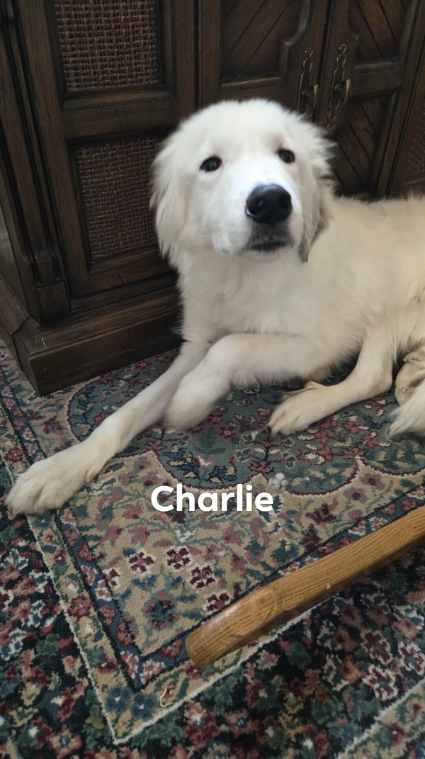 Charlie Pyr
