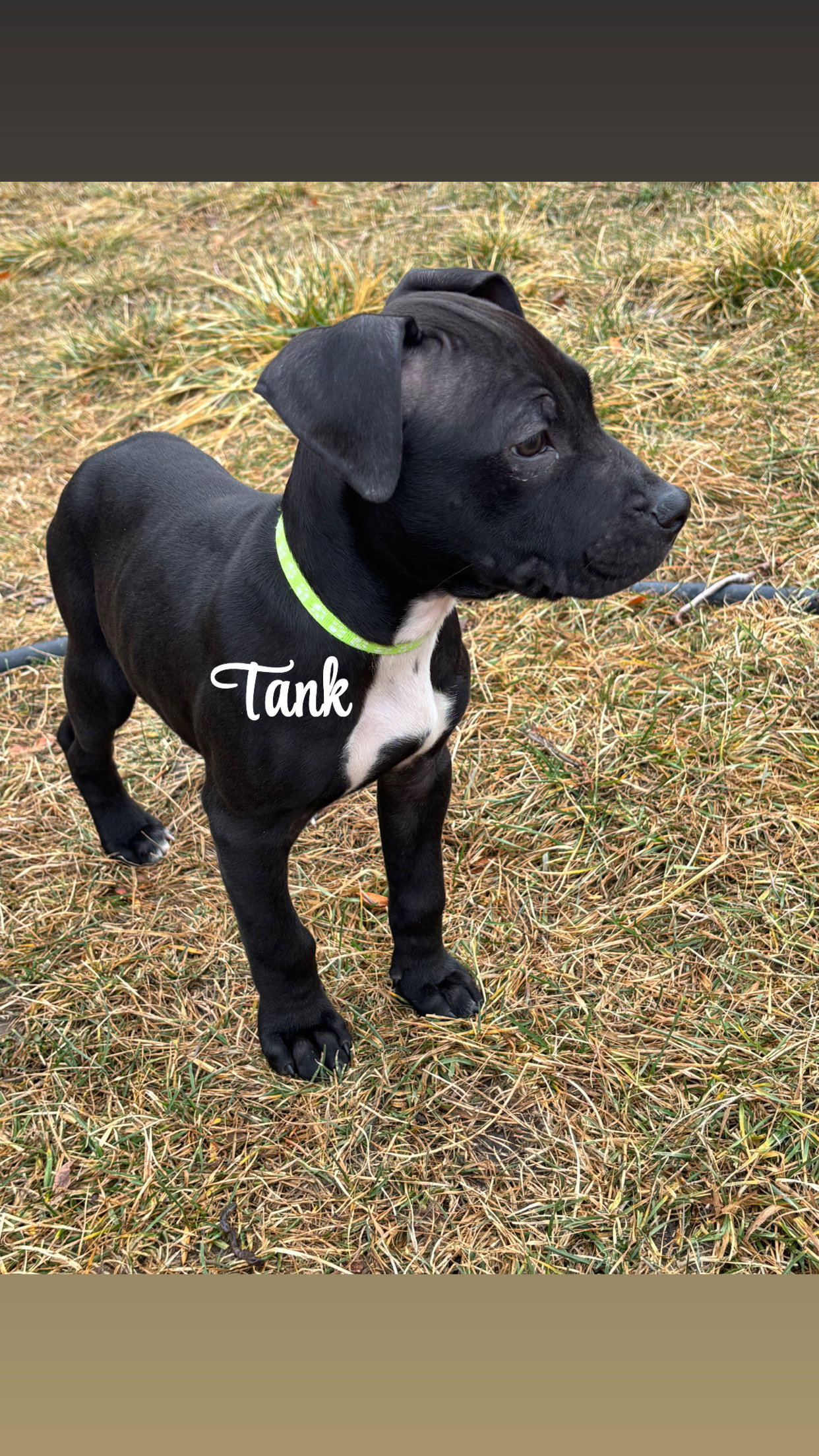 Tank