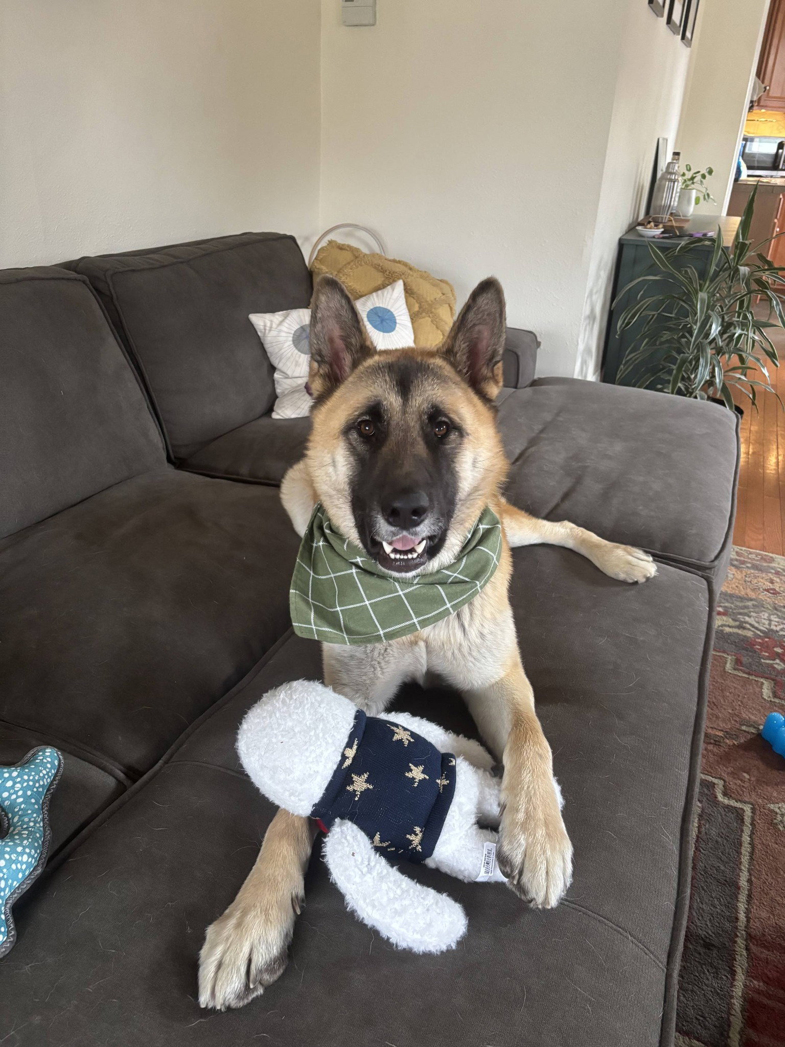 Oso