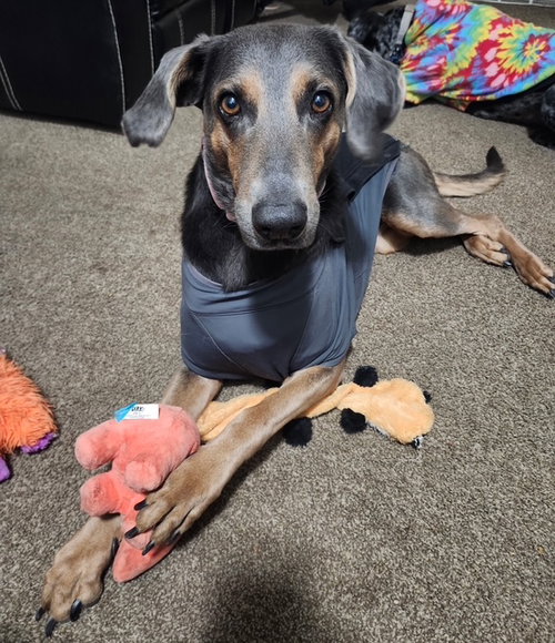Deliah, an adoptable Doberman Pinscher in MIDWAY, UT