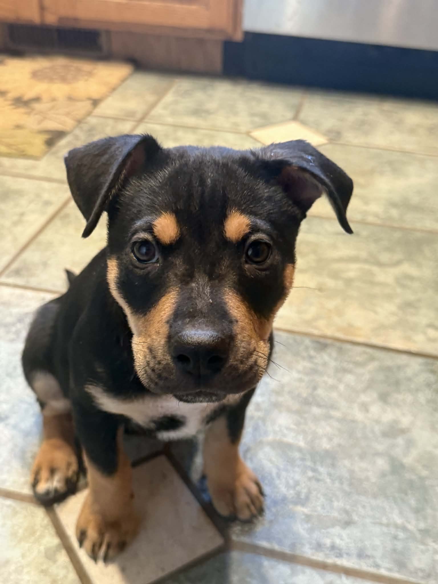 Charlie Image