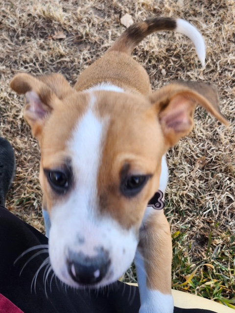 Molly Baby