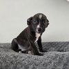 Oreo - Photo 2