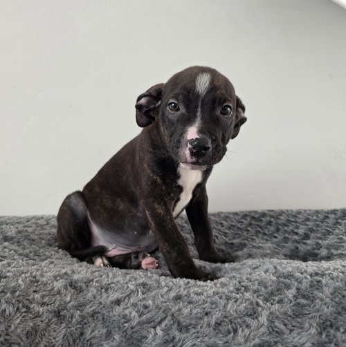 OREO - American Pit Bull Terrier available for adoption