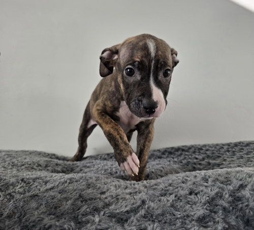 PUMPKIN - American Pit Bull Terrier available for adoption