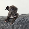 Coco - Photo 2