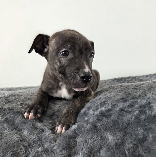 COCO - American Pit Bull Terrier available for adoption