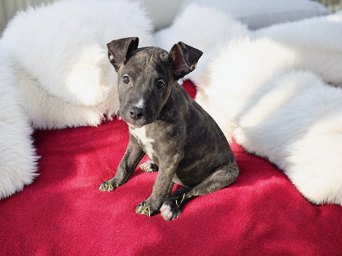 COCO - American Pit Bull Terrier available for adoption