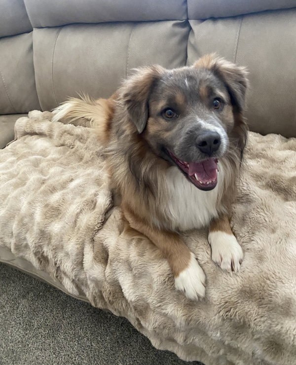 Chewie