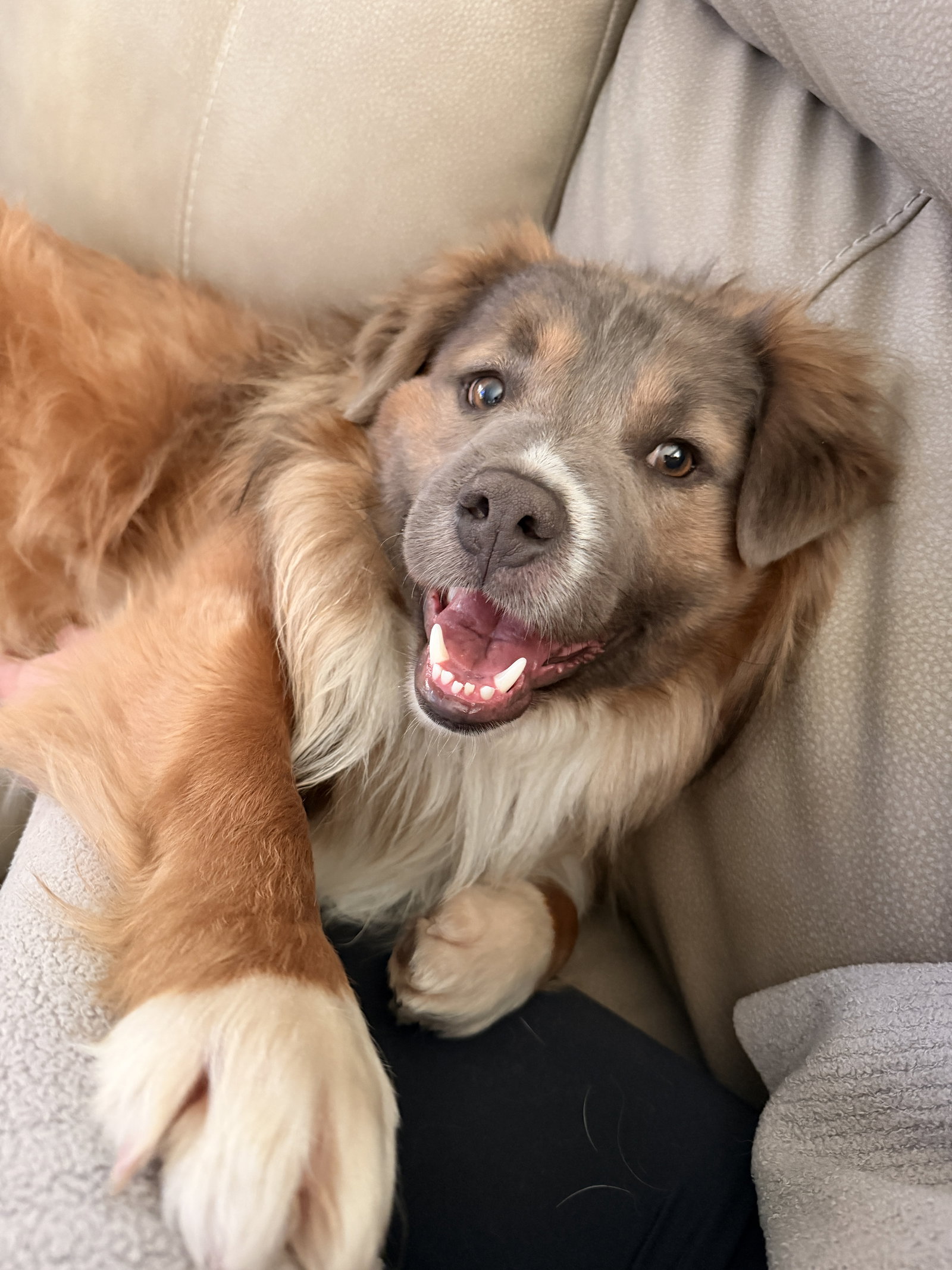 Chewie