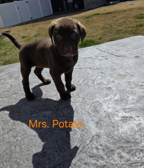 Mrs. Potato, an adoptable Labrador Retriever in MIDWAY, UT