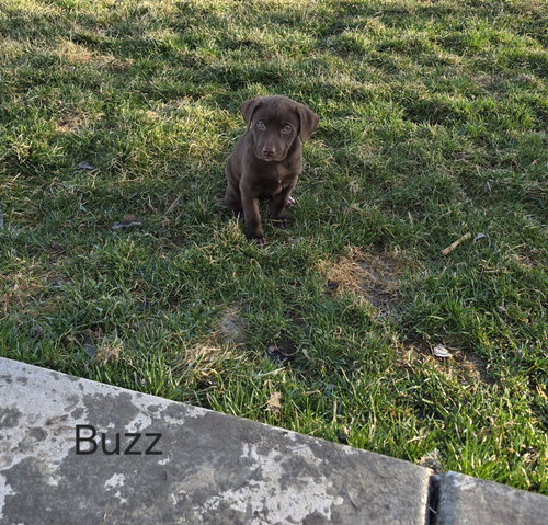 Buzz, an adoptable Labrador Retriever in MIDWAY, UT