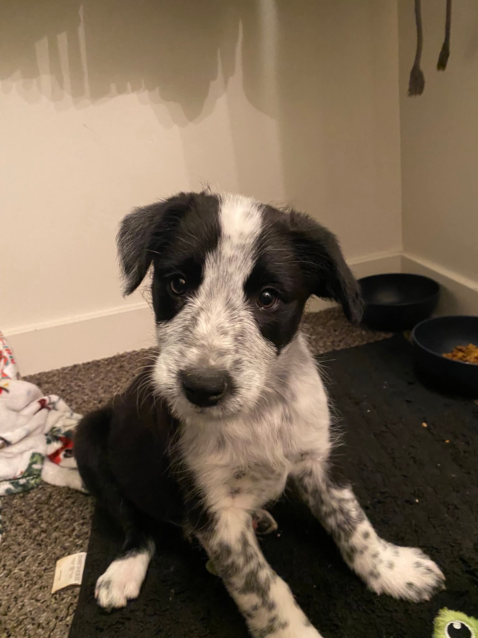 Arlo Image