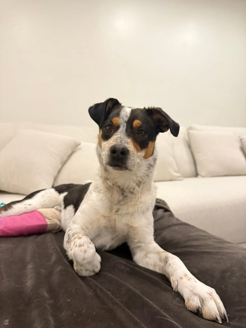 Oscar, an adoptable Australian Cattle Dog in MIDWAY, UT
