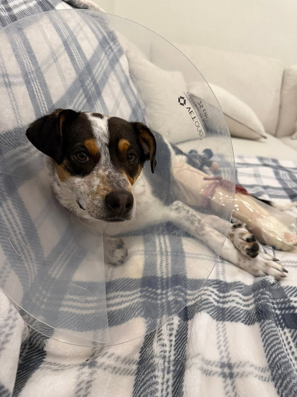 Oscar