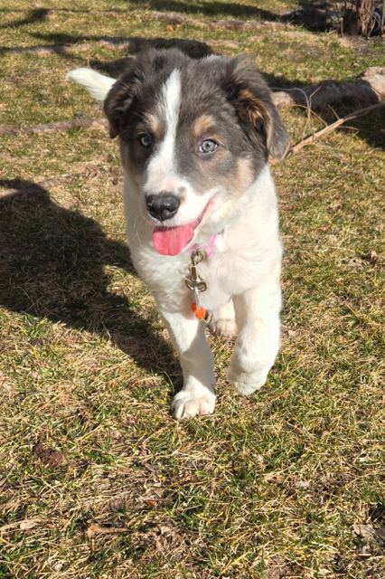 Skye Image