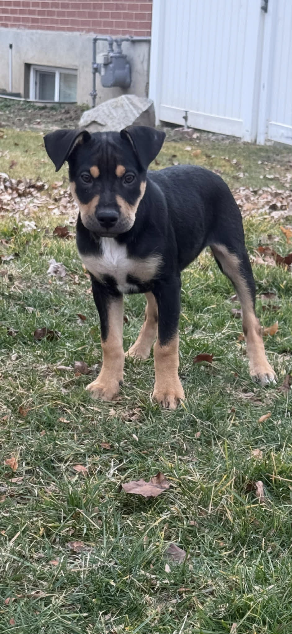Charlie baby Image