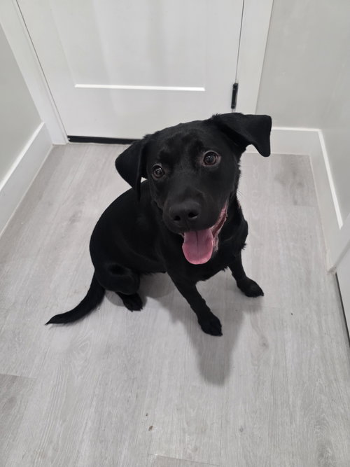 RICH - Labrador Retriever available for adoption