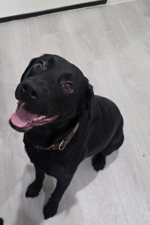 RICH - Labrador Retriever available for adoption